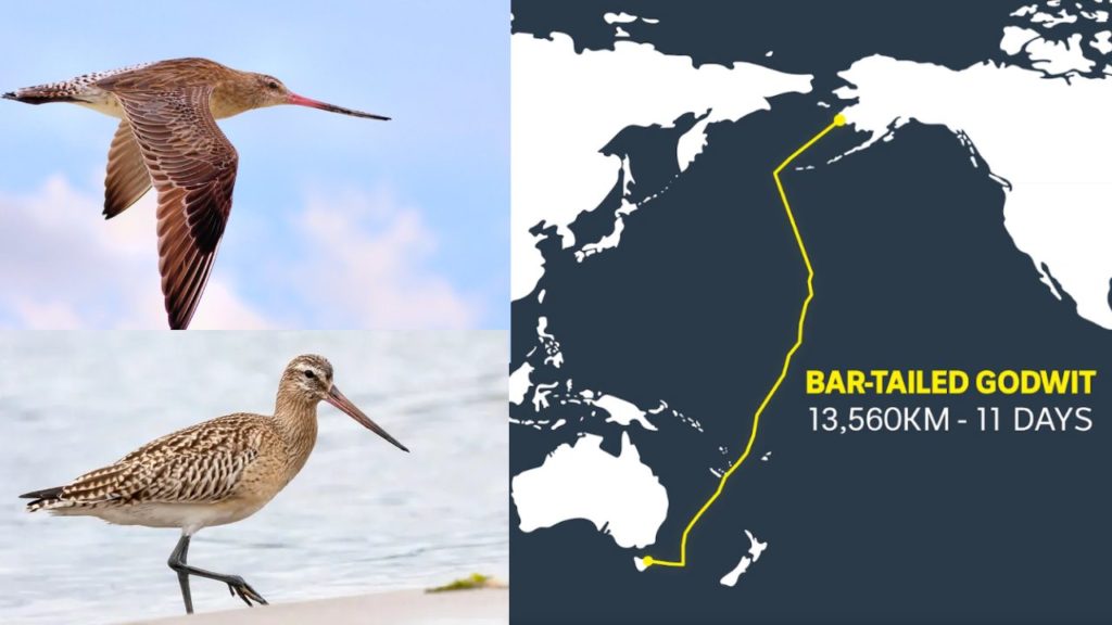 ‘Bar-tailed godwit’ Bird World Record