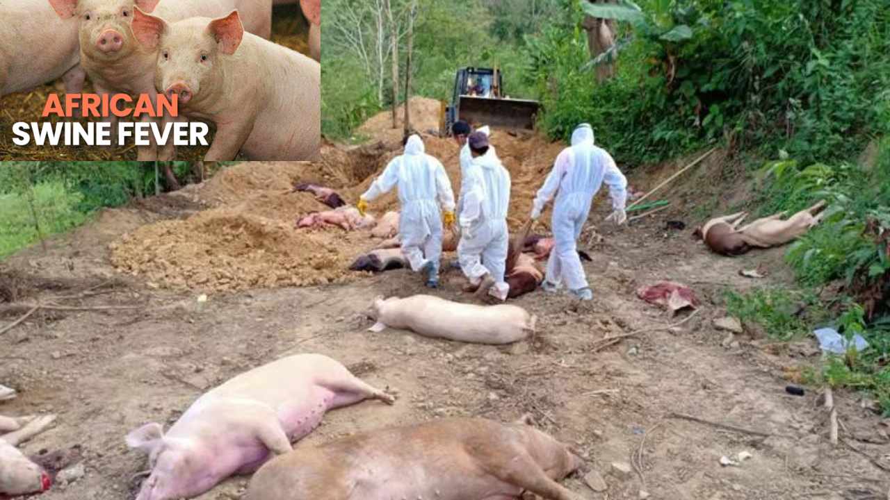 African Swine Fever : కేరళలో ఆఫ్రికన్ స్వైన్ ఫీవర్.. 19 పందులు మృతి African Swine Fever : కేరళలో ఆఫ్రికన్ స్వైన్ ఫీవర్.. 19 పందులు మృతి