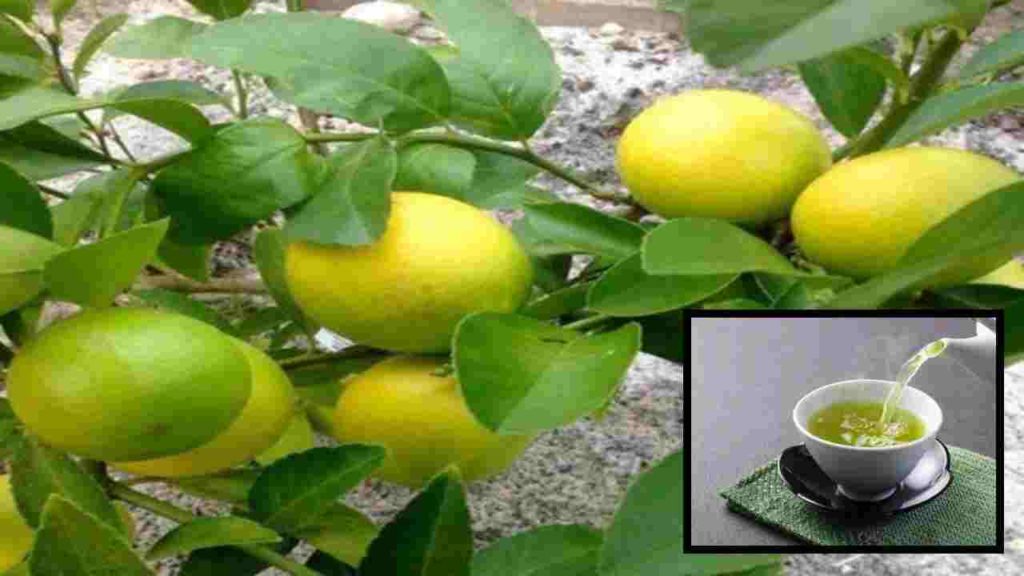 Apart from reducing weight, lemon leaves tea relieves the problem of asthma!