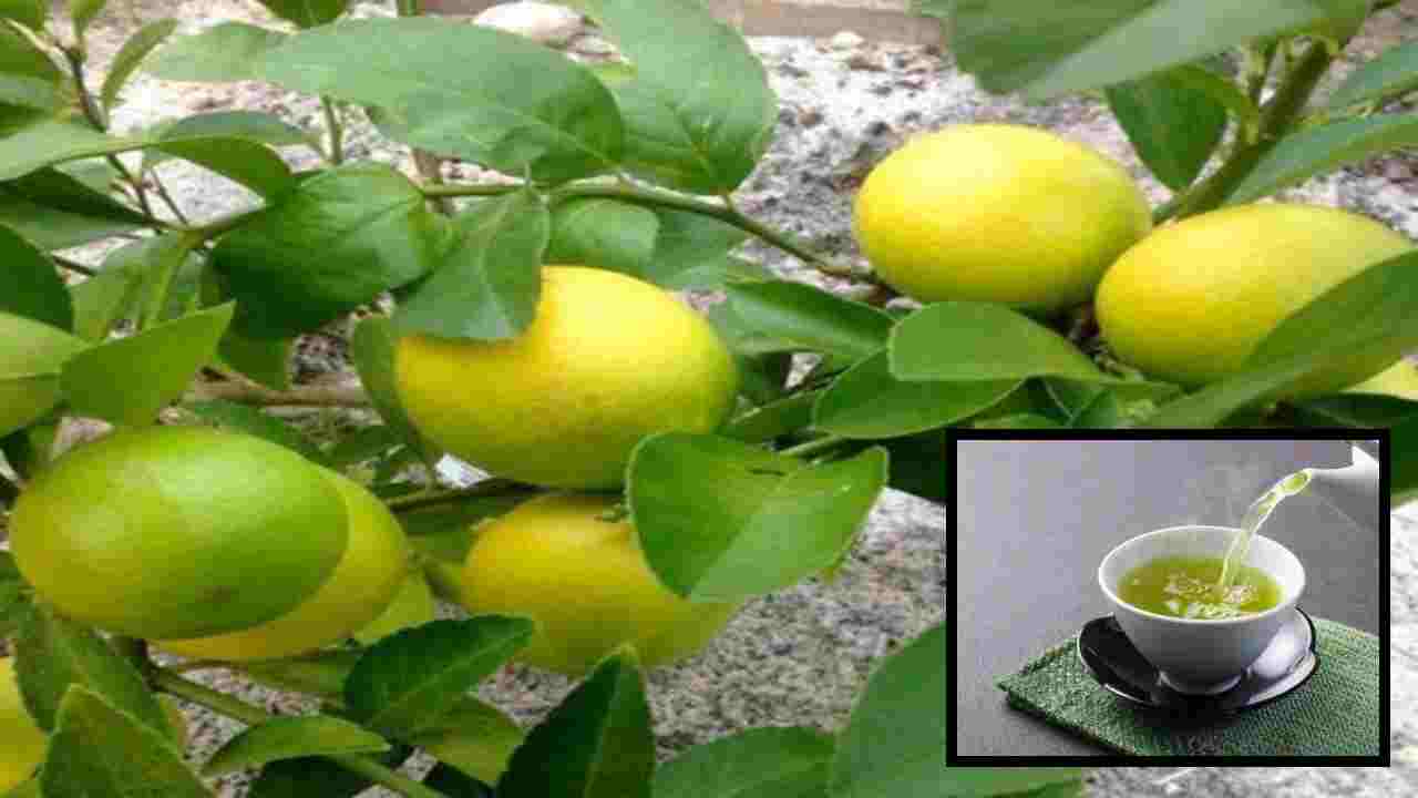 Lemon Leaves Tea : బరువు తగ్గించటంతోపాటు, ఆస్తమా సమస్య నుండి ఉపశమనం కలిగించే నిమ్మ ఆకుల టీ ! Lemon Leaves Tea : బరువు తగ్గించటంతోపాటు, ఆస్తమా సమస్య నుండి ఉపశమనం కలిగించే నిమ్మ ఆకుల టీ !