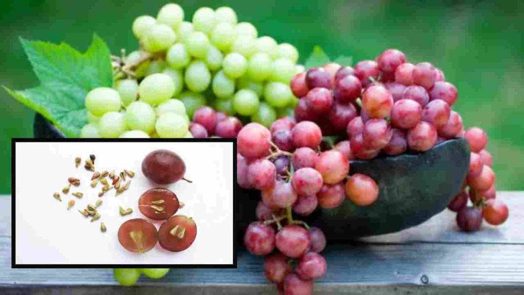 Are you throwing away grape seeds and skin instead of eating them! Knowing their health benefits?