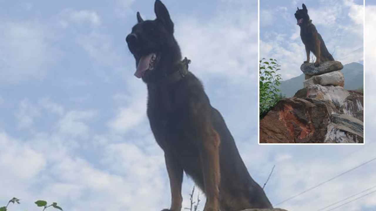 Army Dog: డేరింగ్ డాగ్.. రెండు తూటాలు తగిలినా ఉగ్రవాదుల అంతుచూసిన సైనిక జాగిలం Army Dog: డేరింగ్ డాగ్.. రెండు తూటాలు తగిలినా ఉగ్రవాదుల అంతుచూసిన సైనిక జాగిలం