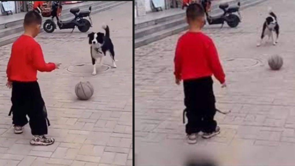 Boy Play football with Dog