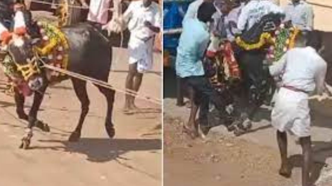 Bulls Race Two Died : కర్ణాటక ఎడ్ల రేసులో విషాదం.. ఇద్దరు మృతి Bulls Race Two Died : కర్ణాటక ఎడ్ల రేసులో విషాదం.. ఇద్దరు మృతి