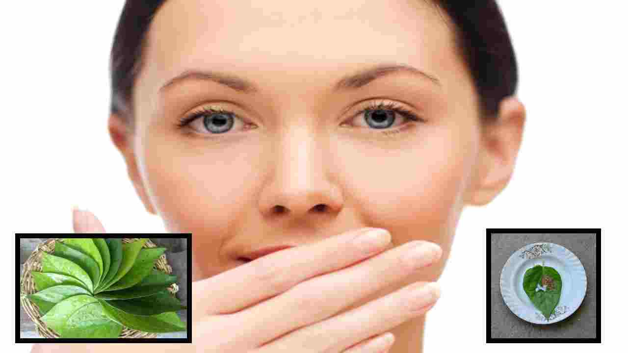Betel Leaves : రోజుకు రెండు తమలపాకులు, పచ్చకర్పూరంతో కలిపి తీసుకుంటే కంటి సమస్యలు దరిచేరవా? Betel Leaves : రోజుకు రెండు తమలపాకులు, పచ్చకర్పూరంతో కలిపి తీసుకుంటే కంటి సమస్యలు దరిచేరవా?