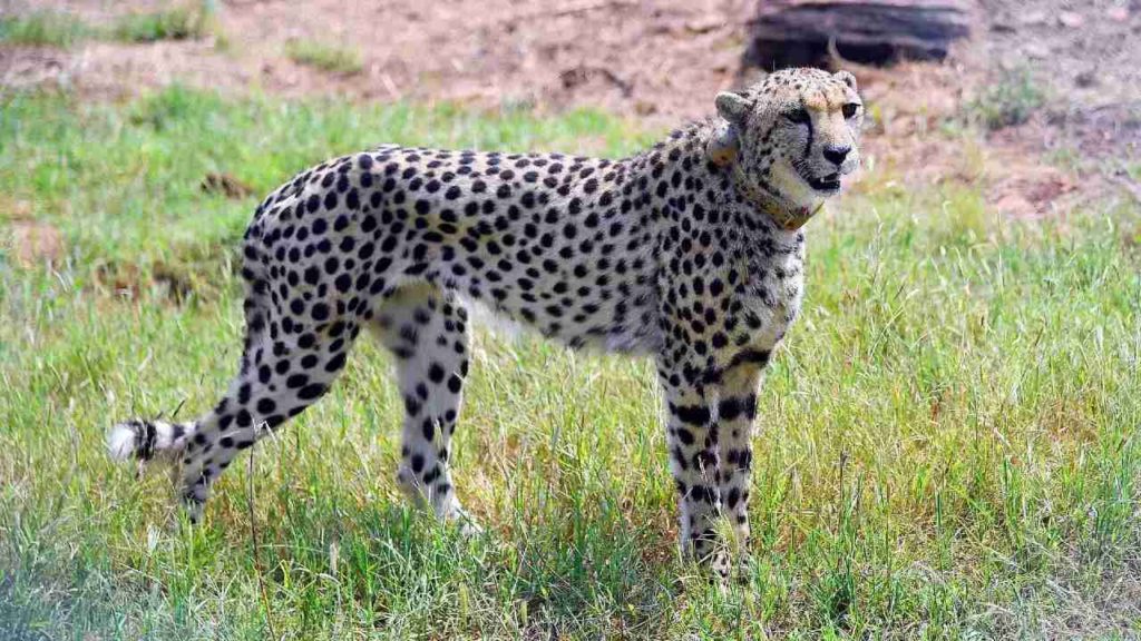 Cheetahs In India