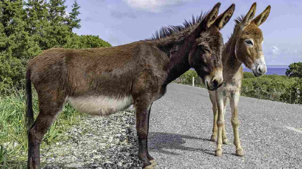 China Imports Donkey