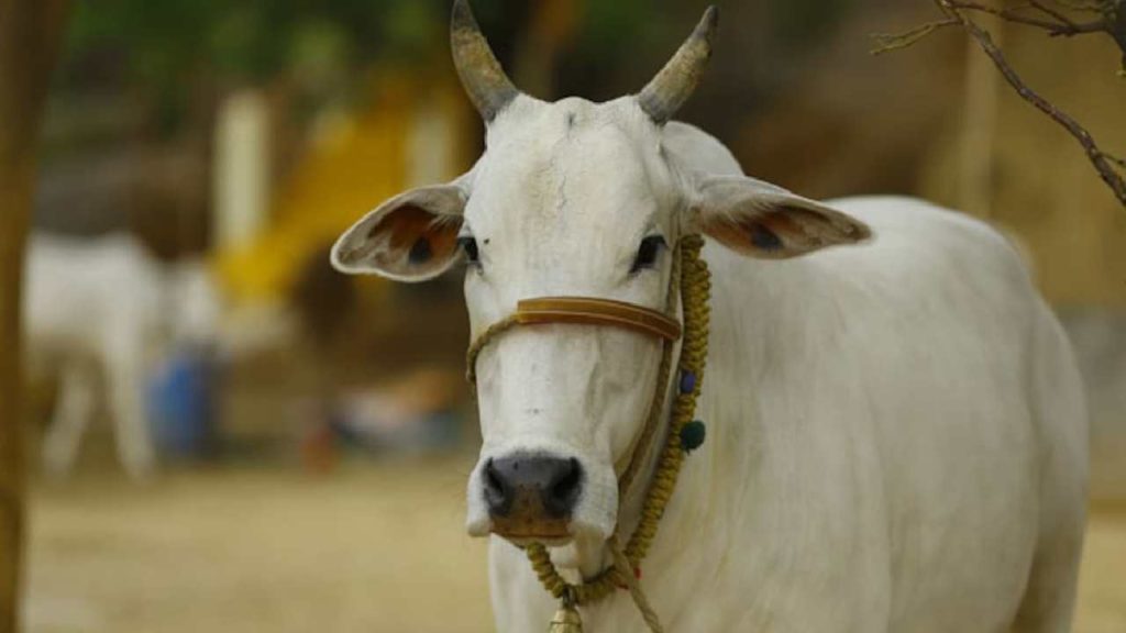Cow As National Animal