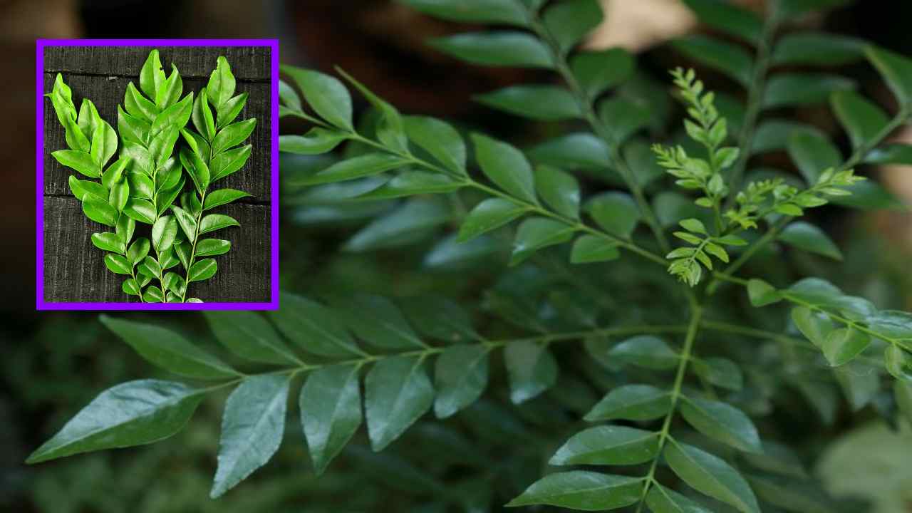 Curry Leaves : జుట్టు, చర్మ సంబంధిత సమస్యలను నివారించటంతోపాటు బరువు తగ్గేందుకు ఉపకరించే కరివేపాకు! Curry Leaves : జుట్టు, చర్మ సంబంధిత సమస్యలను నివారించటంతోపాటు బరువు తగ్గేందుకు ఉపకరించే కరివేపాకు!