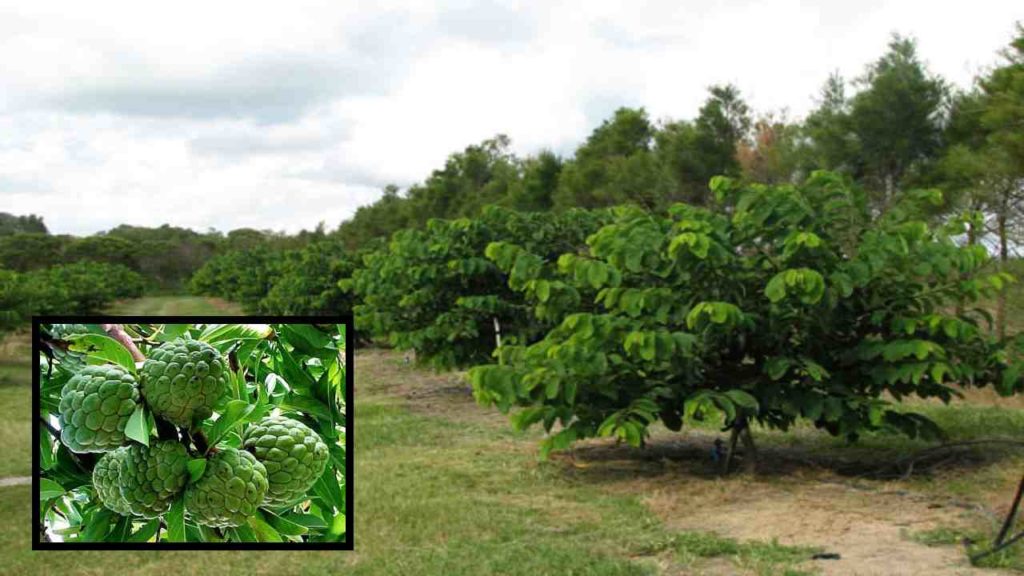 Custard Apple Cultivation