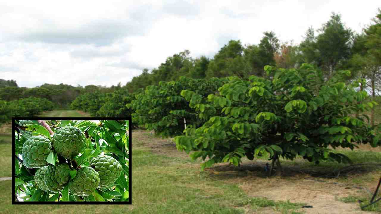 Custard Apple Cultivation : సీతాఫలం సాగులో మెళుకువలు ! పంటసాగులో అనువైన రకాలు Custard Apple Cultivation : సీతాఫలం సాగులో మెళుకువలు ! పంటసాగులో అనువైన రకాలు