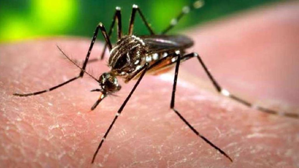 Dengue Cases