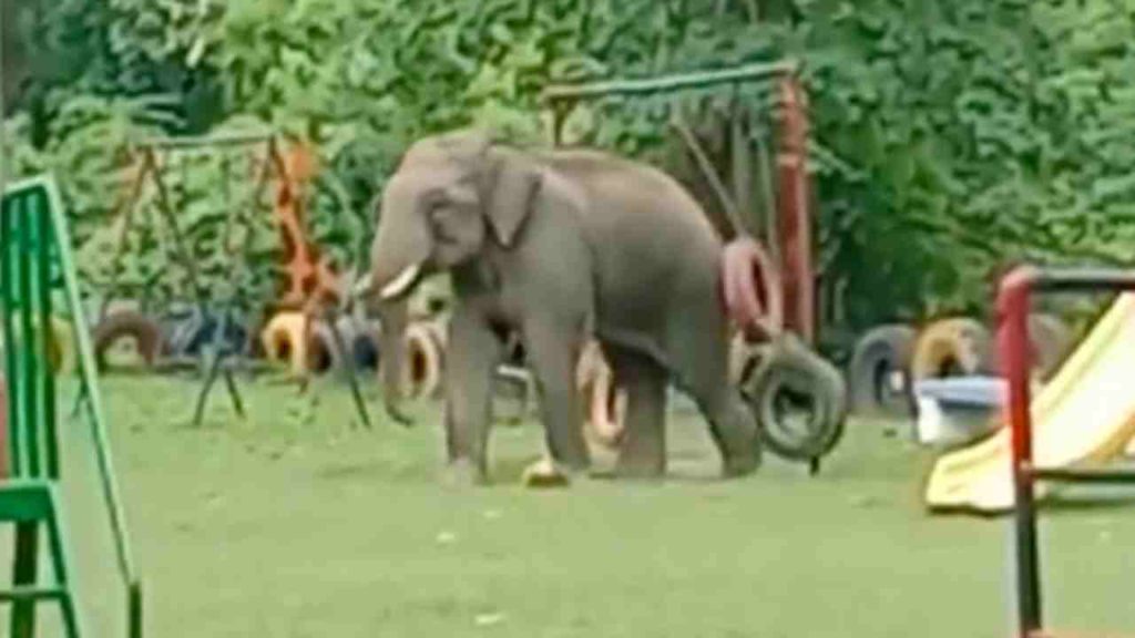 Elephant In Children Park