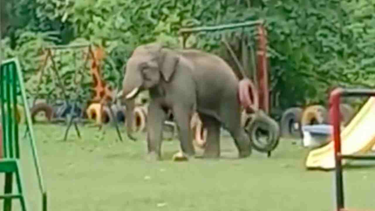 Elephant In Children Park: పిల్లల పార్కులో ఏనుగు సందడి.. టైర్లతో ఫుట్బాల్ ఎలా ఆడిందో చూడండి.. వీడియో వైరల్ Elephant In Children Park: పిల్లల పార్కులో ఏనుగు సందడి.. టైర్లతో ఫుట్బాల్ ఎలా ఆడిందో చూడండి.. వీడియో వైరల్