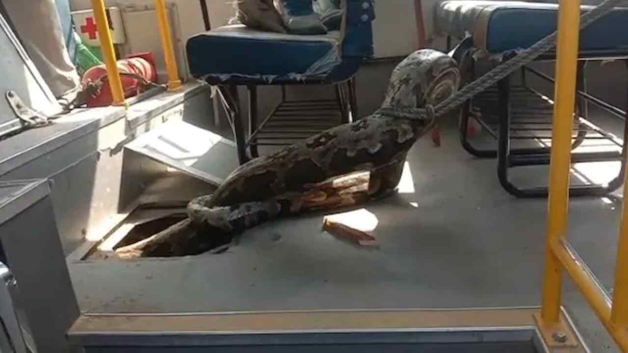 Giant Python: వామ్మో! స్కూలు బస్సులో భారీ కొండ చిలువ.. పట్టుకున్న అధికారులు.. వీడియో వైరల్ Giant Python: వామ్మో! స్కూలు బస్సులో భారీ కొండ చిలువ.. పట్టుకున్న అధికారులు.. వీడియో వైరల్