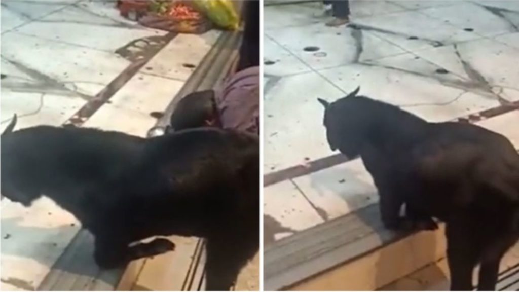 Goat Kneels Down at Temple