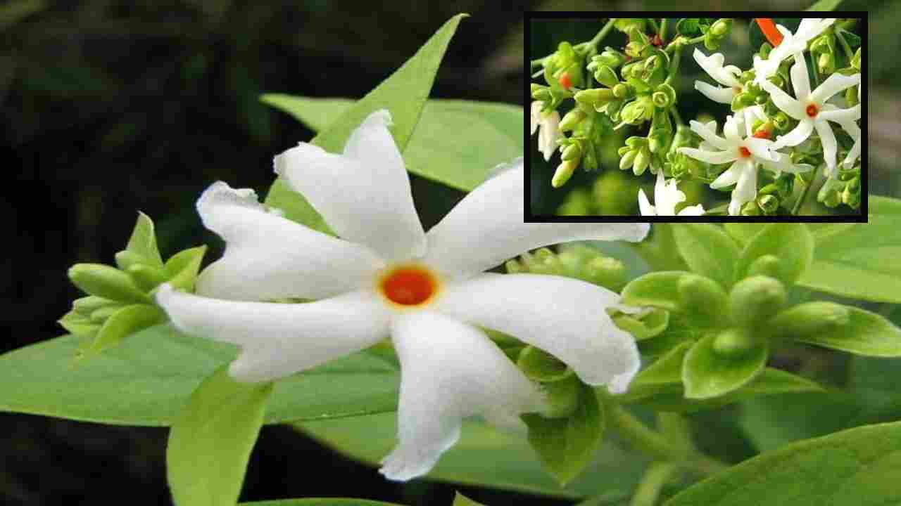 Parijata : దేవుని పూజకే కాదు, నొప్పుల నివారణలో ఔషధంగా పారిజాతం? Parijata : దేవుని పూజకే కాదు, నొప్పుల నివారణలో ఔషధంగా పారిజాతం?