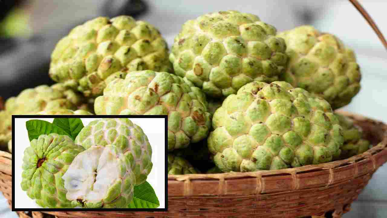 Custard Apple : శరీరానికి తక్షణ శక్తిని ఇవ్వటానికి ఈ పండు ఒక్కటి చాలు! Custard Apple : శరీరానికి తక్షణ శక్తిని ఇవ్వటానికి ఈ పండు ఒక్కటి చాలు!