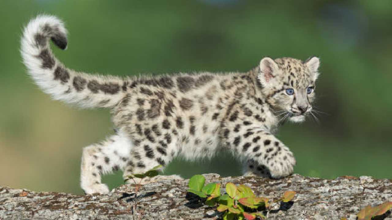 Leopard Cub: ఫిలిం సిటీలో చిరుత పిల్ల.. తరిమిన కుక్కలు.. పట్టుకుని అధికారులకు అప్పగించిన గార్డ్స్ Leopard Cub: ఫిలిం సిటీలో చిరుత పిల్ల.. తరిమిన కుక్కలు.. పట్టుకుని అధికారులకు అప్పగించిన గార్డ్స్