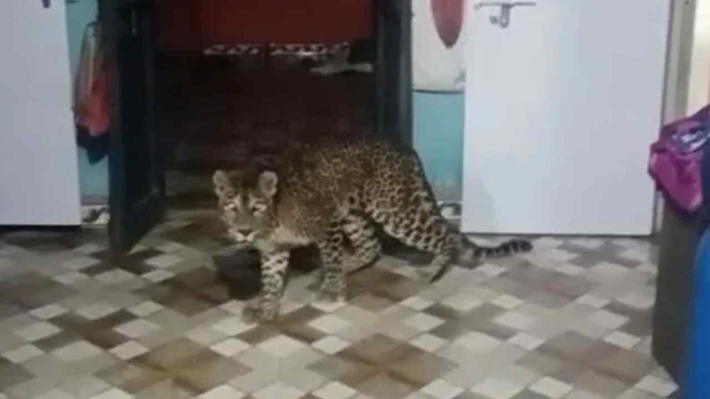 Leopard Enters Maharashtra House