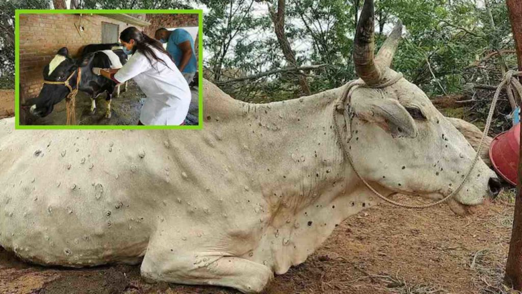 Lumpy disease leading to death in cattle!
