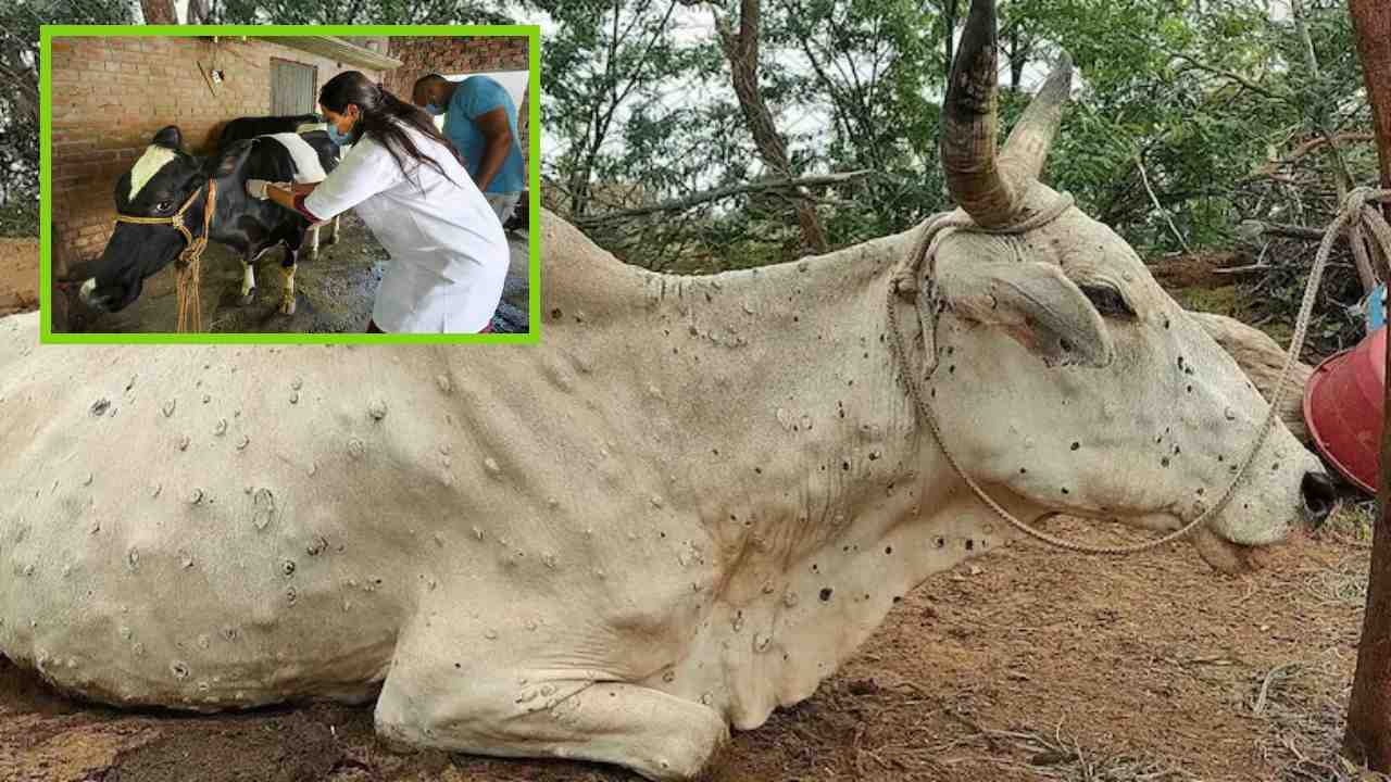 Lumpy Disease : పశువుల్లో మరణాలకు దారి తీస్తున్న లంపి స్కిన్ డిసీజ్ ! Lumpy Disease : పశువుల్లో మరణాలకు దారి తీస్తున్న లంపి స్కిన్ డిసీజ్ !