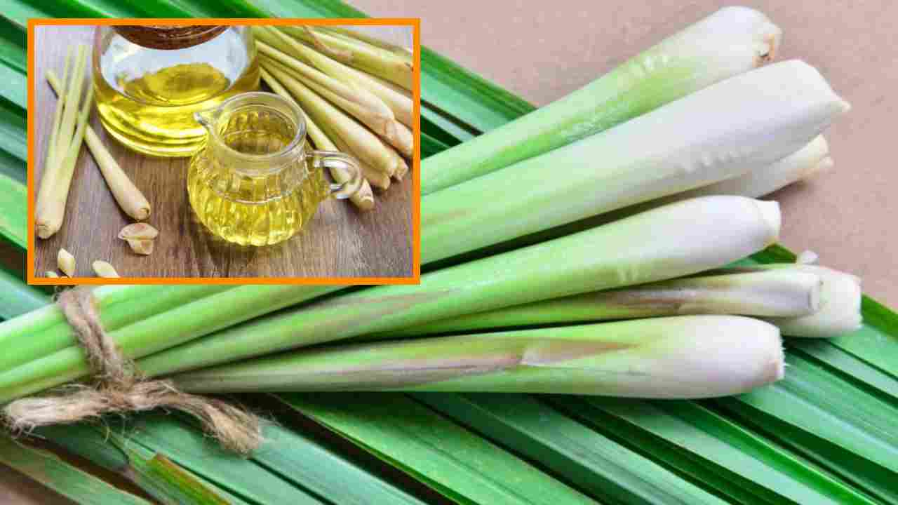 Lemon Grass Oil : లెమన్ గ్రాస్ ఆయిల్ తో అనేక ప్రయోజనాలు! చెడు కొలెస్ట్రాల్ తగ్గించటంతోపాటు, నొప్పుల నివారిణిగా.. Lemon Grass Oil : లెమన్ గ్రాస్ ఆయిల్ తో అనేక ప్రయోజనాలు! చెడు కొలెస్ట్రాల్ తగ్గించటంతోపాటు, నొప్పుల నివారిణిగా..