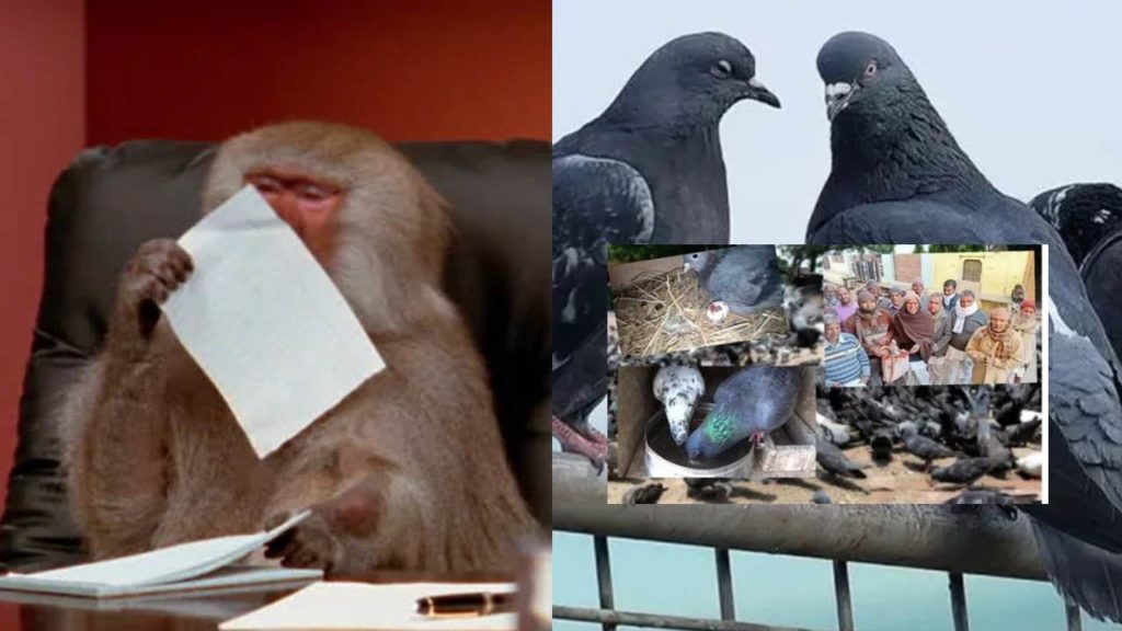Monkeys, pigeons own properties
