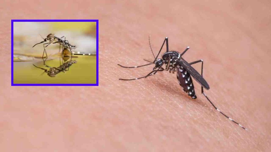 Mosquitoes spreading diseases! Tips to protect yourself from mosquito bites