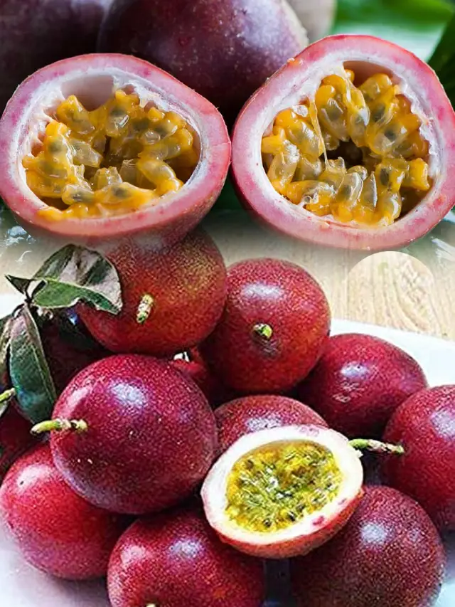 >పోషకాల మెండు ‘కృష్ణ పండు’..