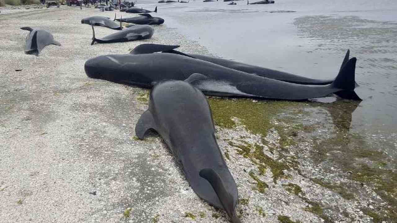 Pilot Whales: న్యూజిలాండ్ తీరంలో ఒకేసారి 500 తిమింగలాలు మృతి Pilot Whales: న్యూజిలాండ్ తీరంలో ఒకేసారి 500 తిమింగలాలు మృతి