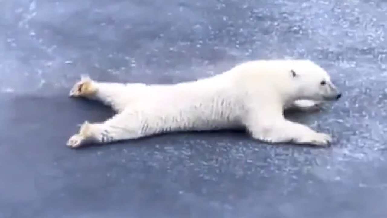 Polar Bear: ఏం తెలివి! మంచు ఫలక పగలకుండా ఎలుగుబంటి ఏం చేసిందో చూడండి Polar Bear: ఏం తెలివి! మంచు ఫలక పగలకుండా ఎలుగుబంటి ఏం చేసిందో చూడండి