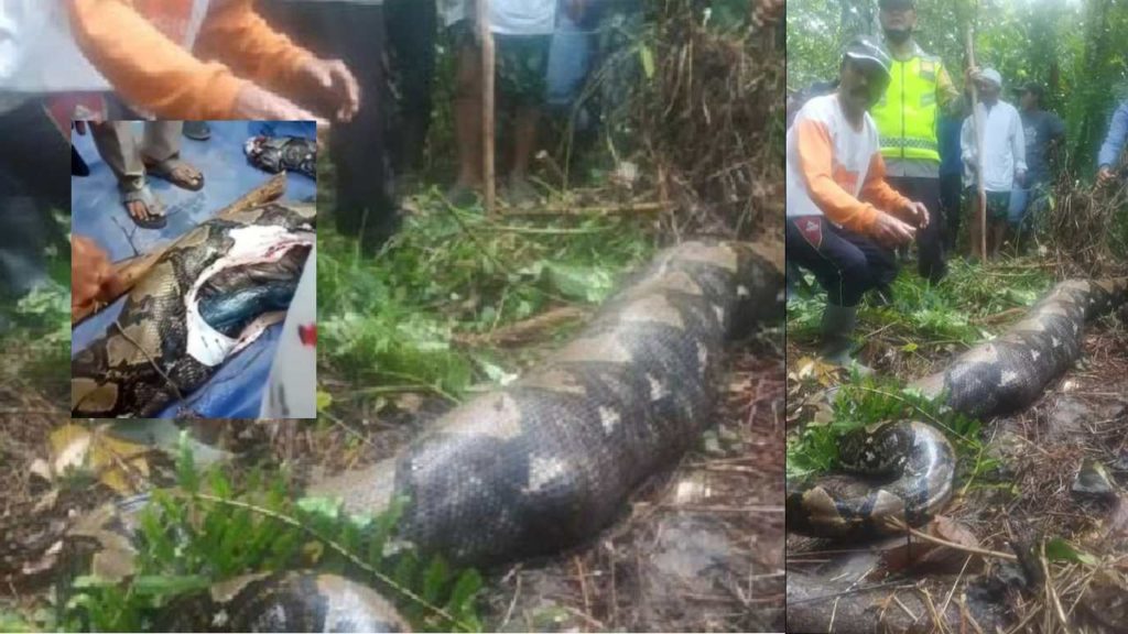 Python Swallowed The Woman
