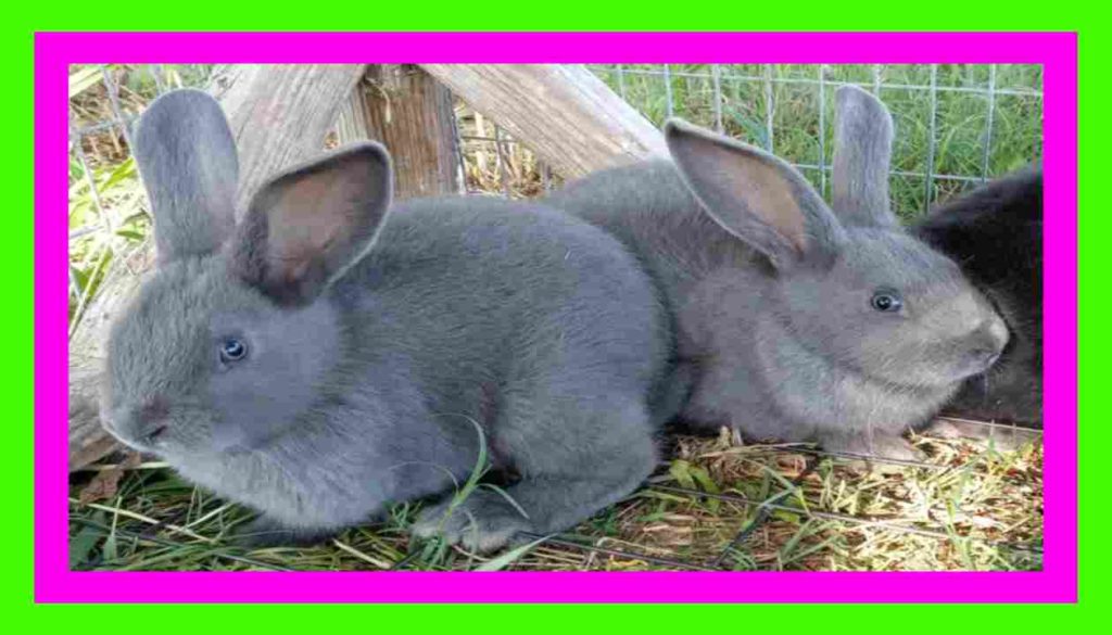 Rabbit Farming :