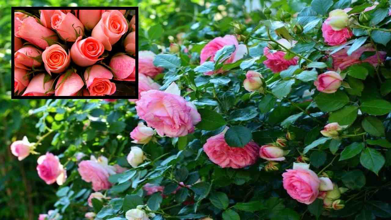Rose Cultivation : గులాబీ సాగులో మెళుకువలు, కొమ్మల కత్తిరింపుతో అధిక దిగుబడి! Rose Cultivation : గులాబీ సాగులో మెళుకువలు, కొమ్మల కత్తిరింపుతో అధిక దిగుబడి!