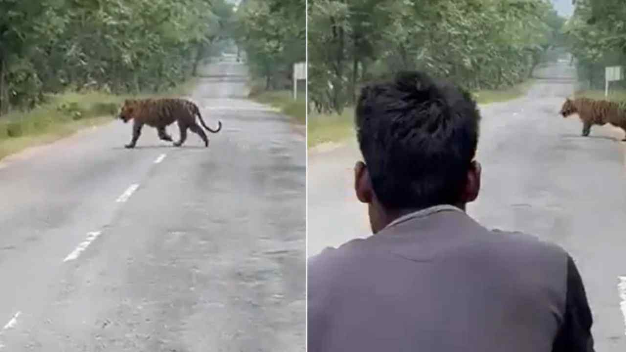 Selfie With Tiger: అరె బాబూ.. పులితో ఆటలా.. జర జాగ్రత్త.. పులితో సెల్ఫీలు దిగేందుకు యువకులు యత్నం.. వీడియో వైరల్.. Selfie With Tiger: అరె బాబూ.. పులితో ఆటలా.. జర జాగ్రత్త.. పులితో సెల్ఫీలు దిగేందుకు యువకులు యత్నం.. వీడియో వైరల్..