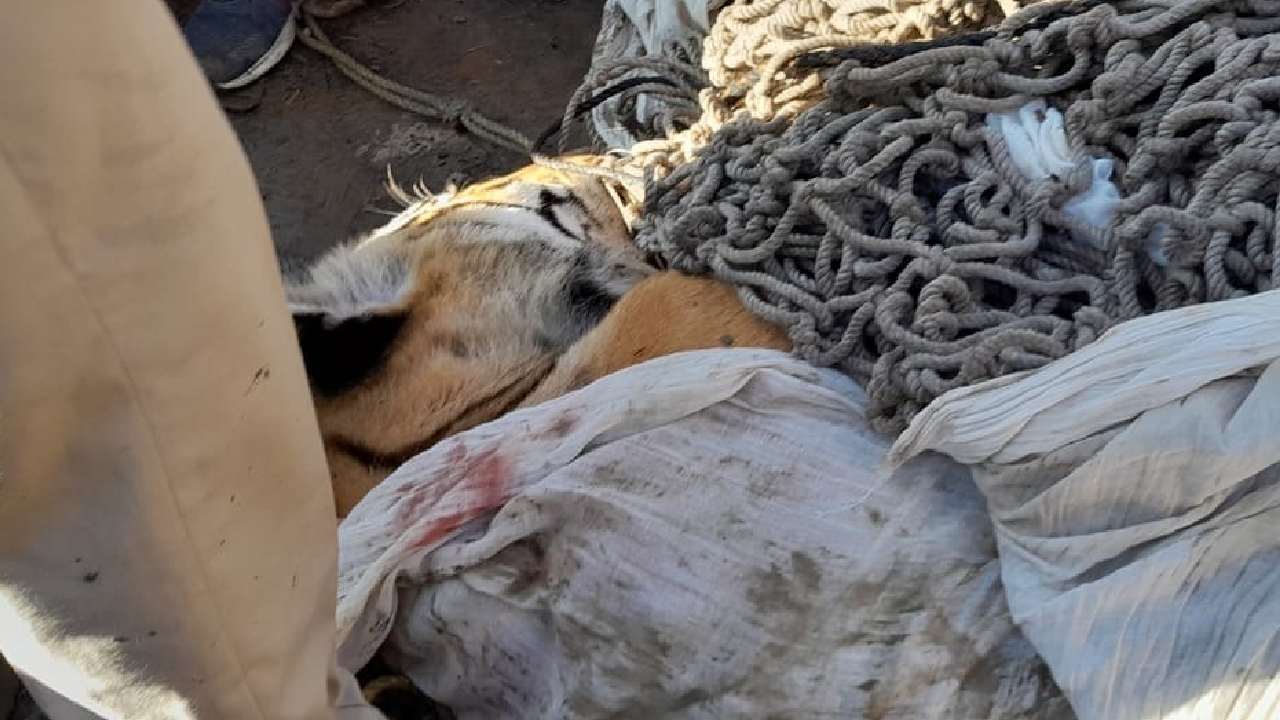Tiger Killed: 9 మందిని బలిగొన్న పులి.. వేటాడి చంపిన అధికారులు Tiger Killed: 9 మందిని బలిగొన్న పులి.. వేటాడి చంపిన అధికారులు