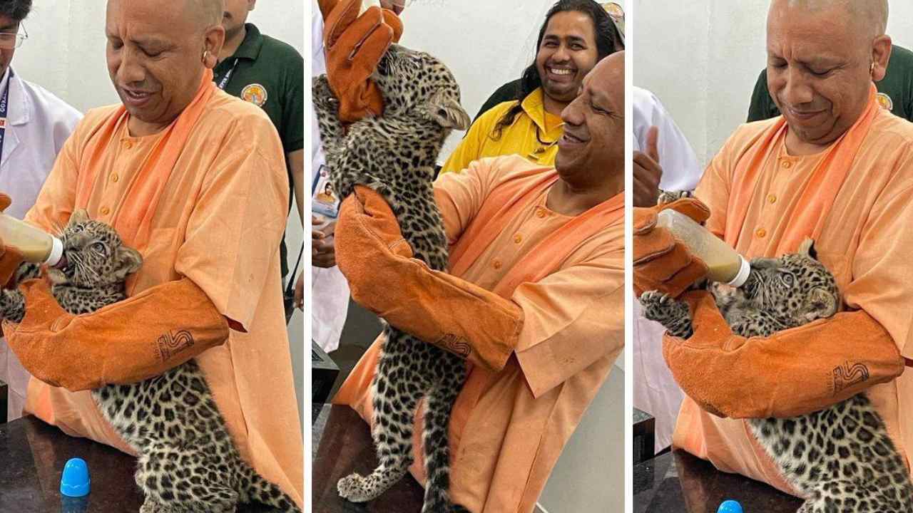 CM Yogi Adhityanath drank milk to a leopard