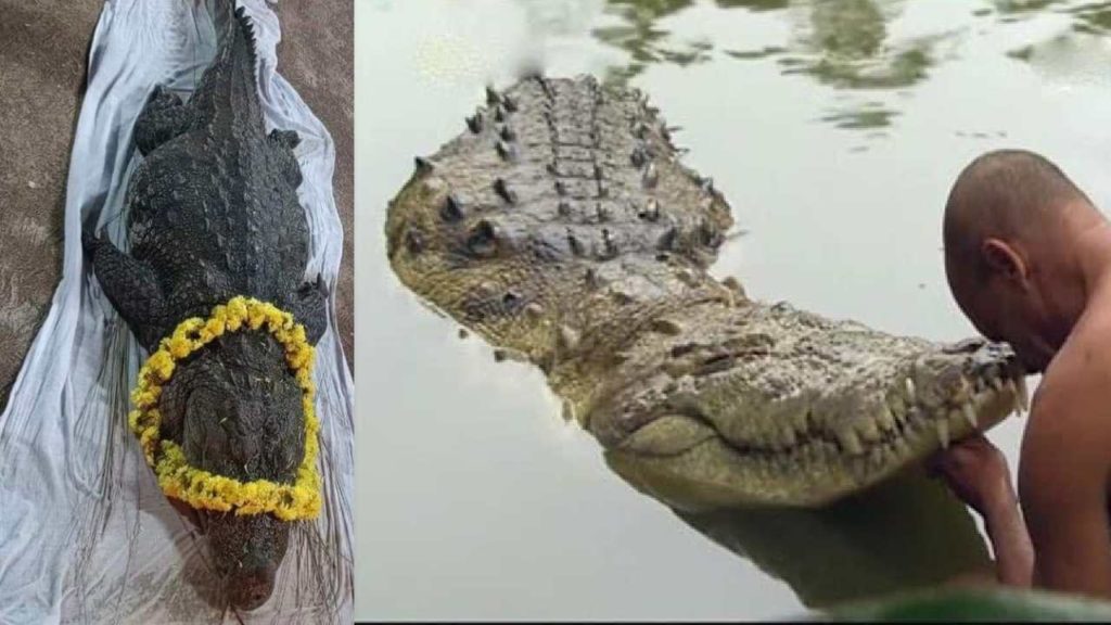 Vegetarian crocodile