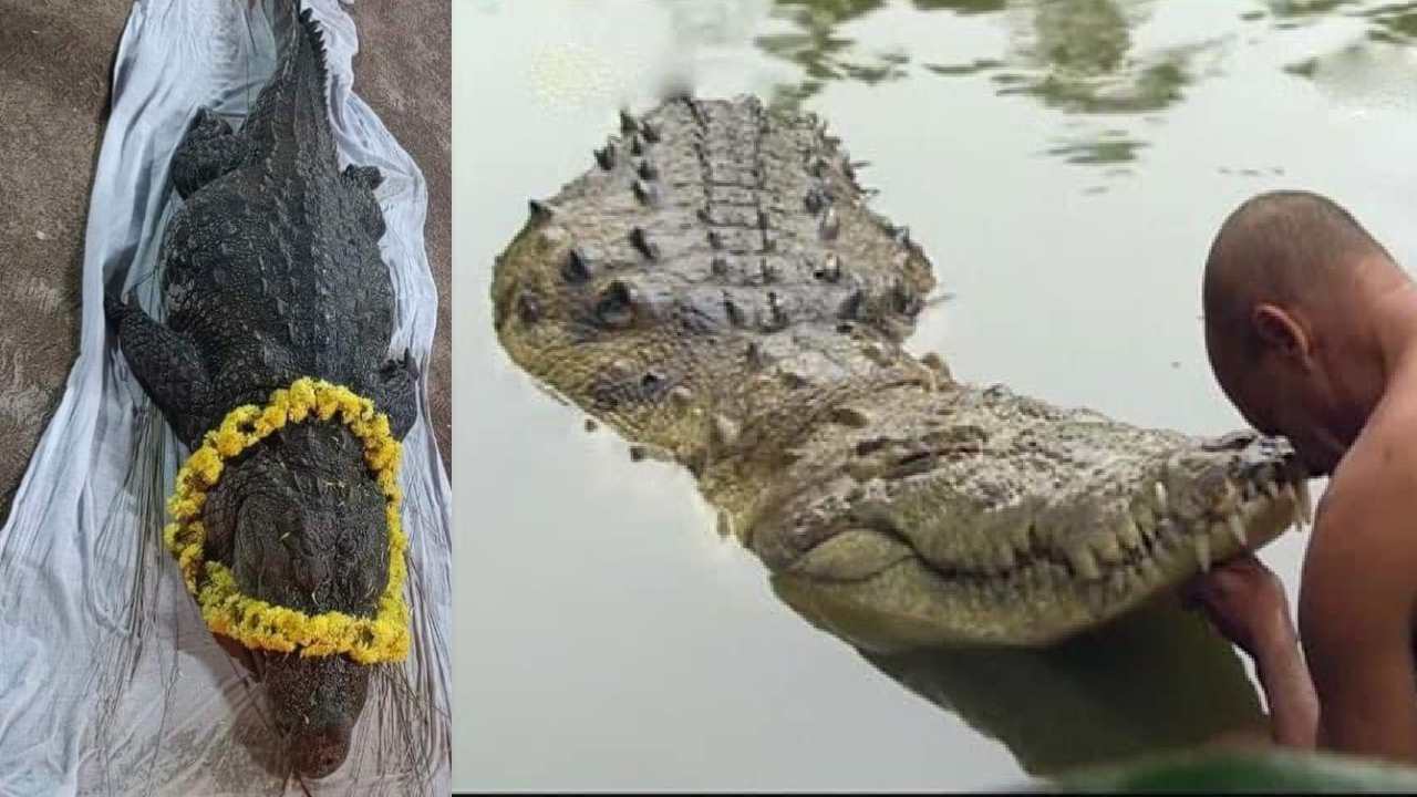 Vegetarian crocodile: 75 ఏళ్ల వయసులో మరణించిన శాకాహార మొసలి.. కేరళ దేవాలయంలో కన్నుమూత Vegetarian crocodile: 75 ఏళ్ల వయసులో మరణించిన శాకాహార మొసలి.. కేరళ దేవాలయంలో కన్నుమూత
