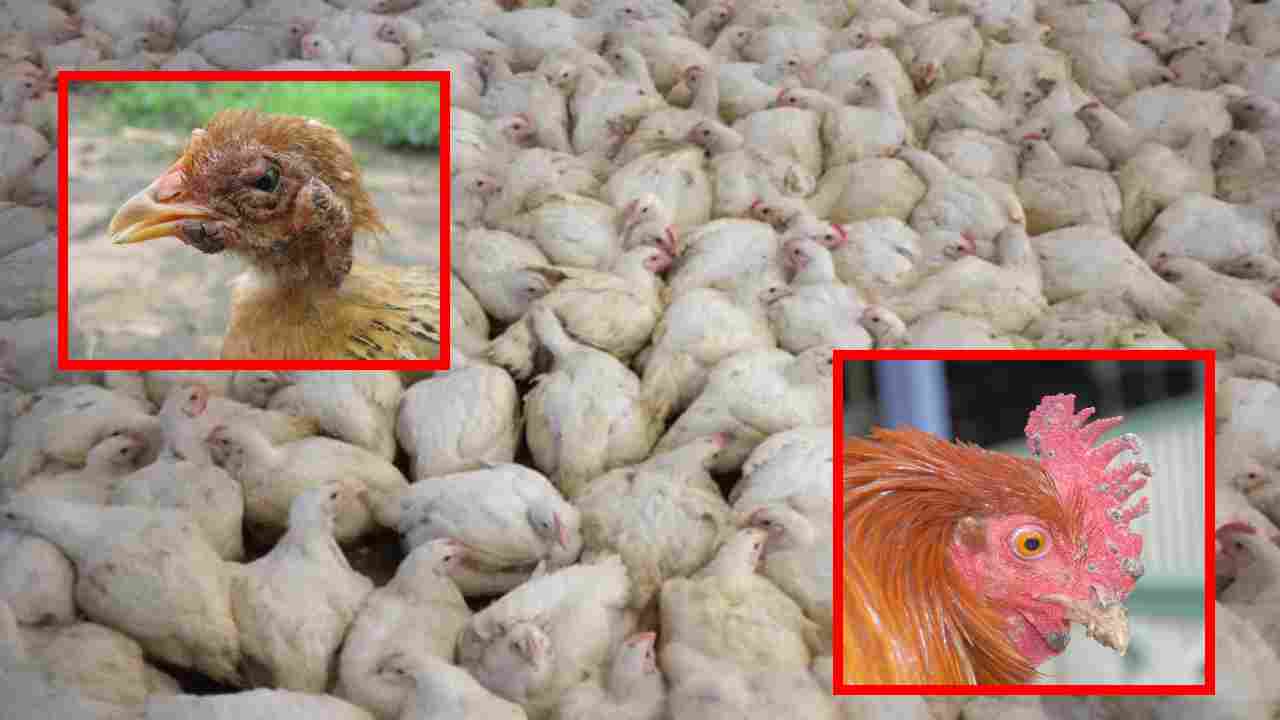 Viruses In Chickens : కోళ్ళలో వైరస్ ల ప్రభావంతో వచ్చే వ్యాధులు! తీసుకోవాల్సిన జాగ్రత్తలు Viruses In Chickens : కోళ్ళలో వైరస్ ల ప్రభావంతో వచ్చే వ్యాధులు! తీసుకోవాల్సిన జాగ్రత్తలు