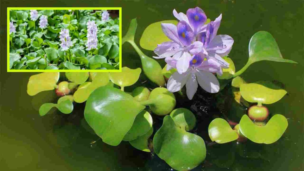 Water Hyacinth
