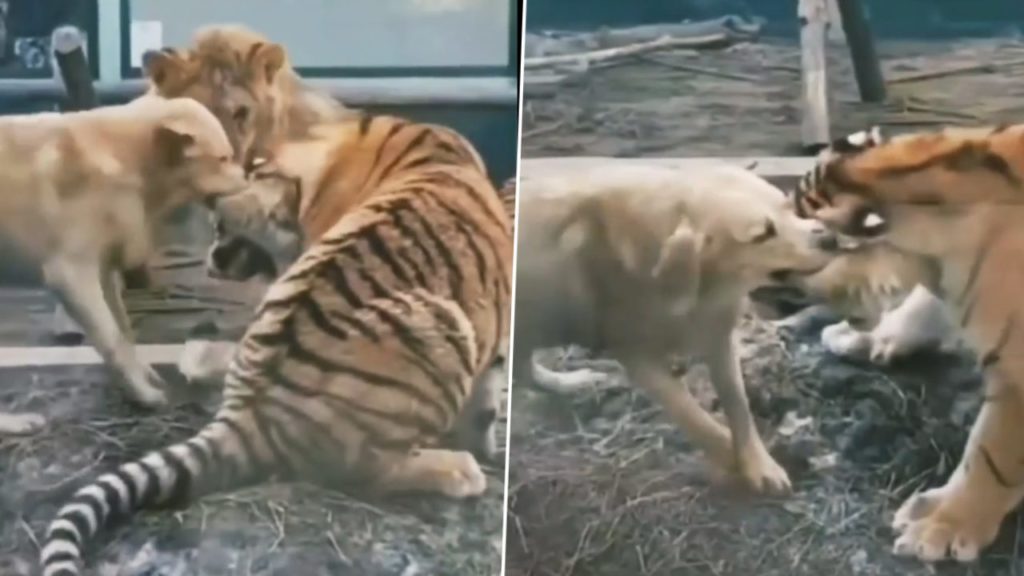 a dog trying to bite off tigers ear