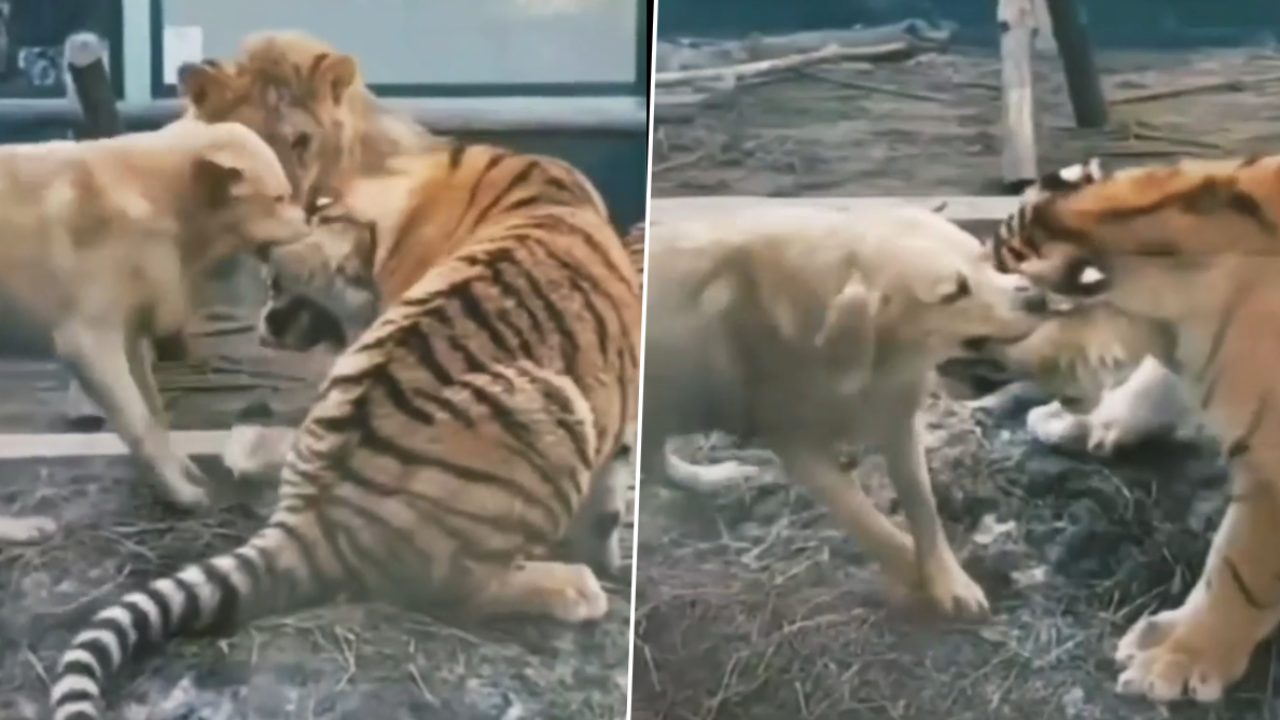 Dog Vs Tiger : వార్నీ ఎంత ధైర్యం..! పులిని నోట కరిచి ఈడ్చి పడేసిన కుక్క Dog Vs Tiger : వార్నీ ఎంత ధైర్యం..! పులిని నోట కరిచి ఈడ్చి పడేసిన కుక్క