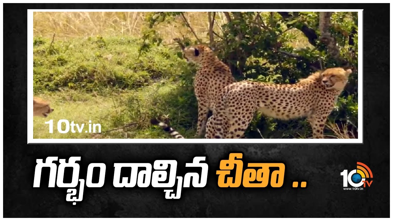 Kuno national park Cheetahs: గర్భం దాల్చిన చీతా..