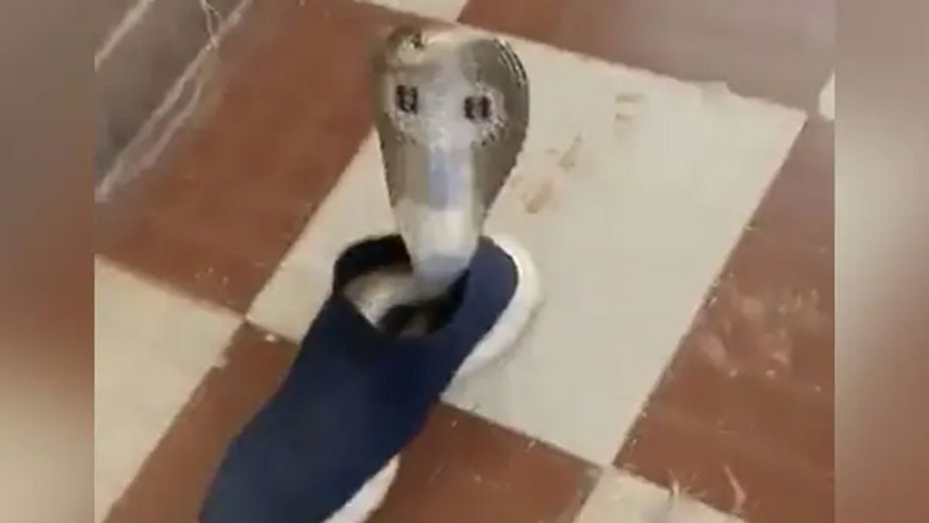 cobra in shoe