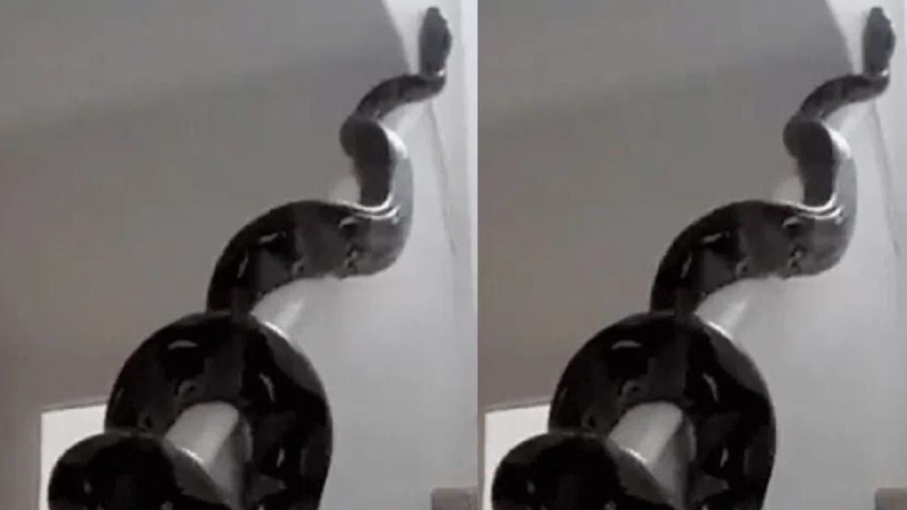 huge python crawling on staircase railing sparks panic