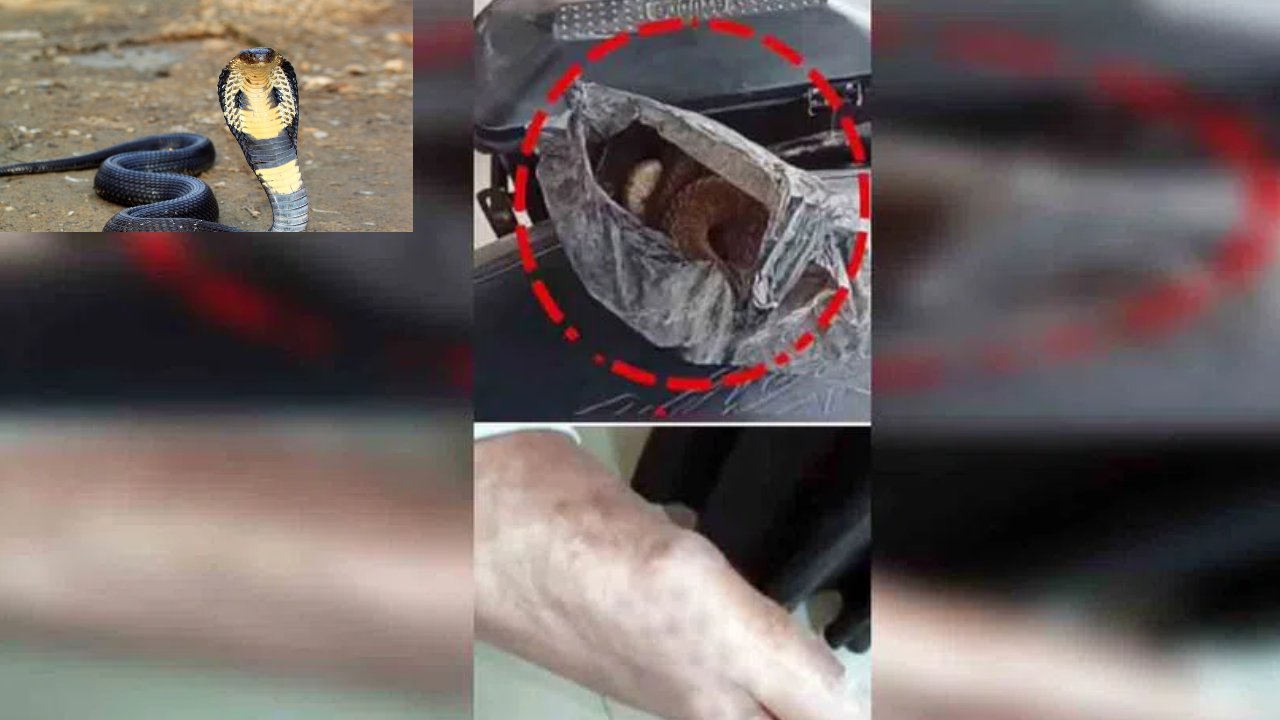 King Cobra Died After Biting Man : ఉత్తర ప్రదేశ్లో విచిత్ర ఘటన.. మనిషిని కాటేసిన కొద్దిసేపటికే కింగ్ కోబ్రా మృతి King Cobra Died After Biting Man : ఉత్తర ప్రదేశ్లో విచిత్ర ఘటన.. మనిషిని కాటేసిన కొద్దిసేపటికే కింగ్ కోబ్రా మృతి