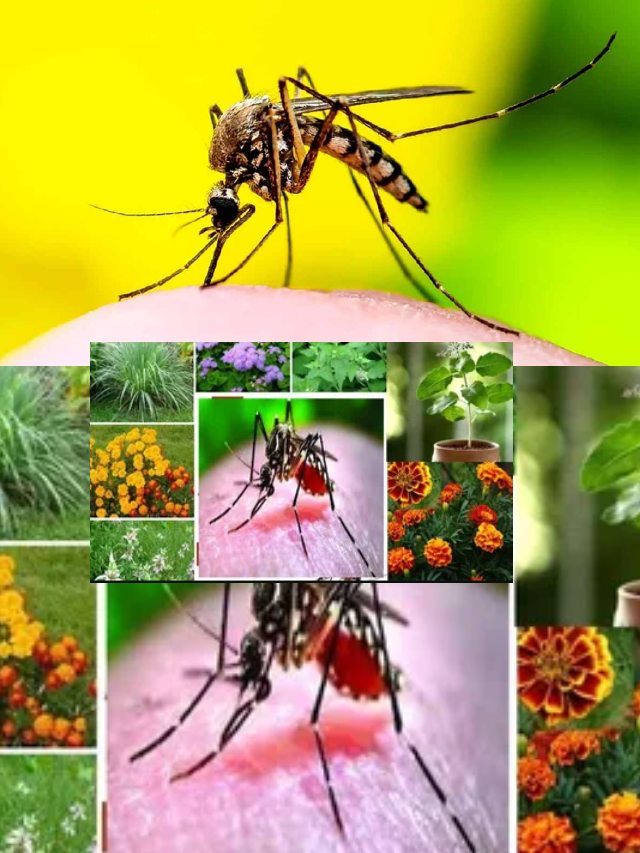 >వ్యాధులను వ్యాప్తి చేస్తున్న దోమలు ! దోమల బెడద నుండి రక్షించుకునేందుకు చిట్కాలు