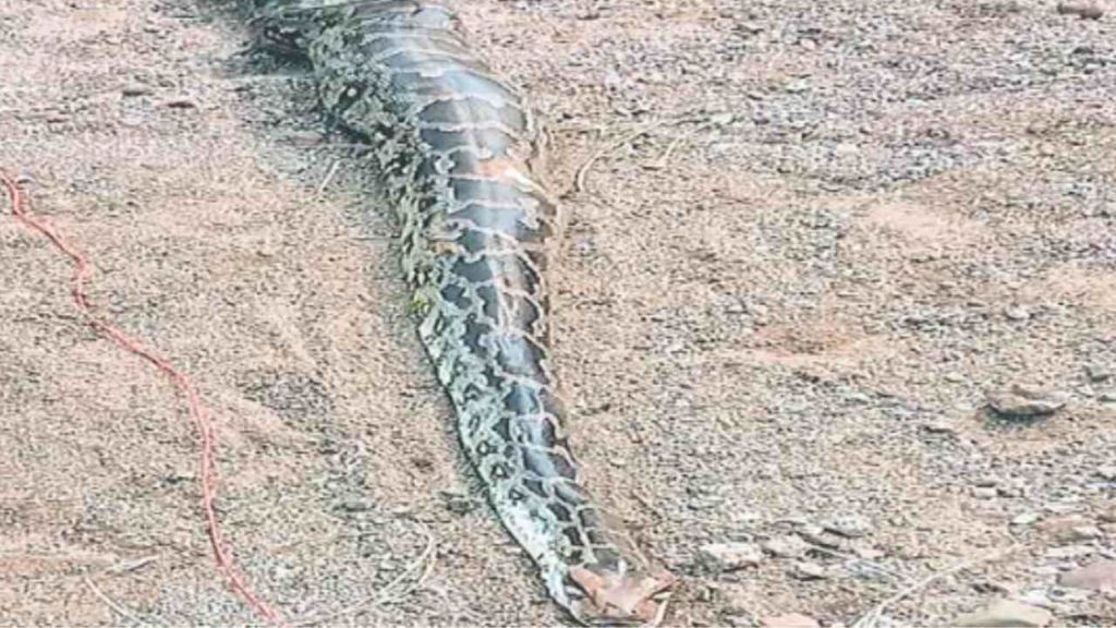 python died